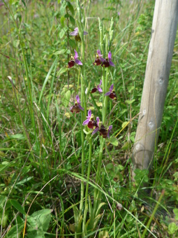 ophrys_eliator_plant_lores