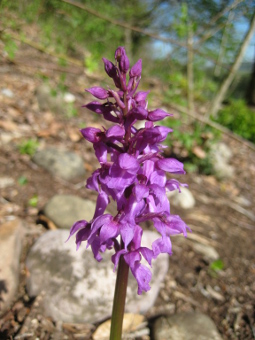 orchis_mascula_flower_lores