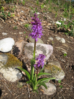 orchis_mascula_plant_lores