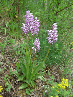orchis_simia_plant_lores