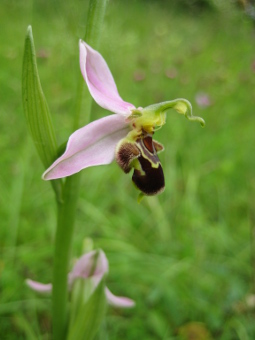 ophrys_apifera_flower_lores