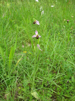 ophrys_apifera_plant_lores
