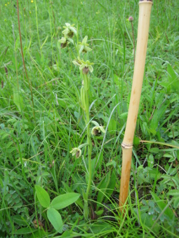 ophrys_araneola_plant_lores