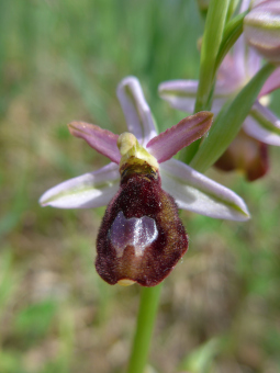 ophrys_benacensis_flower_lores
