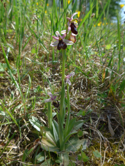 ophrys_benacensis_plant_lores