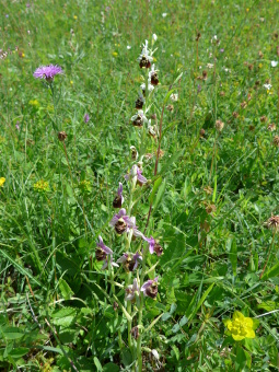 ophrys_holoserica_plant_lores