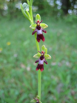 ophrys_insectifera_flower_lores