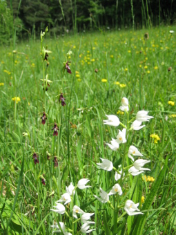 ophrys_insectifera_plant_lores