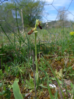 ophrys_sphegodes_plant_lores
