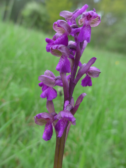 orchis_morio_flower_lores