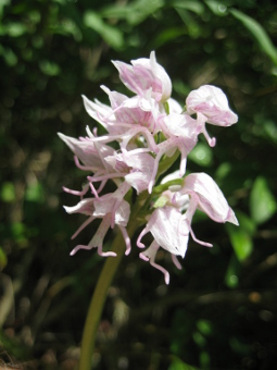 orchis_simia_flower_lores