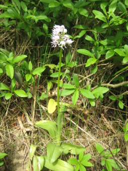 orchis_simia_plant_lores
